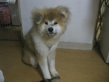 f:id:animal_protections:20111125164609j:image