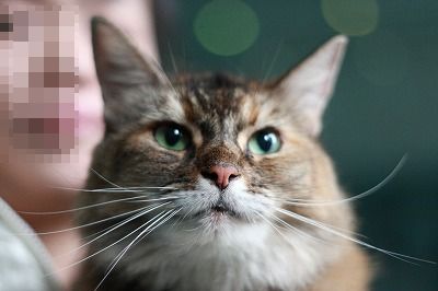 f:id:animal_protections:20111128162644j:image