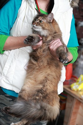 f:id:animal_protections:20111128162646j:image