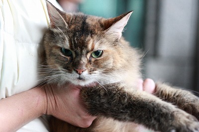 f:id:animal_protections:20111128162647j:image f:id:animal_protections:20111128162647j:image