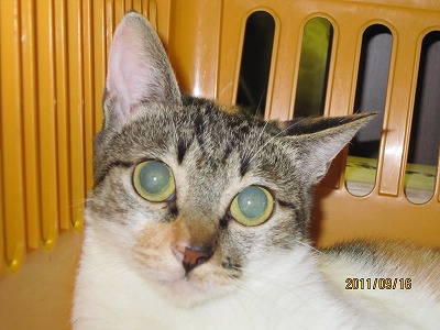 f:id:animal_protections:20111129140932j:image