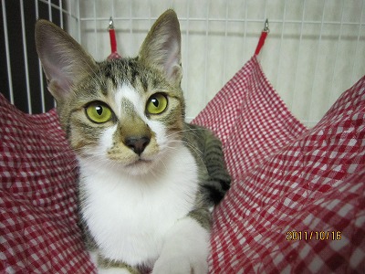 f:id:animal_protections:20111129140939j:image