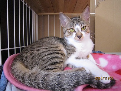 f:id:animal_protections:20111129140940j:image