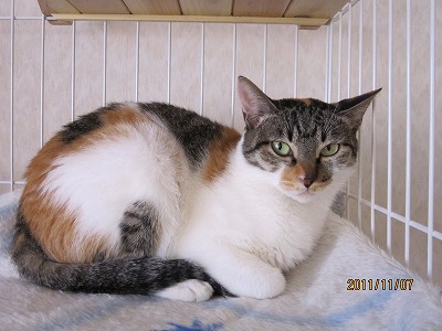 f:id:animal_protections:20111129140941j:image