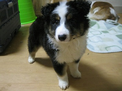 f:id:animal_protections:20111207000303j:image