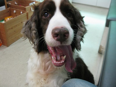 f:id:animal_protections:20111220005350j:image