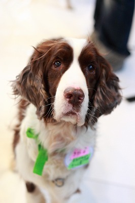 f:id:animal_protections:20111228232910j:image