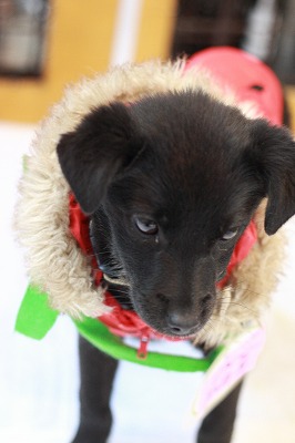 f:id:animal_protections:20111228232911j:image f:id:animal_protections:20111228232911j:image