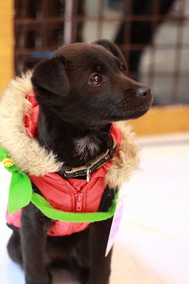 f:id:animal_protections:20111228232912j:image f:id:animal_protections:20111228232912j:image