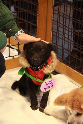 f:id:animal_protections:20111228232918j:image f:id:animal_protections:20111228232918j:image