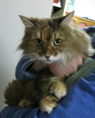 f:id:animal_protections:20111231114157j:image f:id:animal_protections:20111231114157j:image
