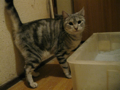 f:id:animal_protections:20111231114207j:image