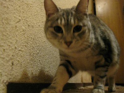 f:id:animal_protections:20111231114208j:image