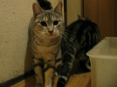 f:id:animal_protections:20111231114209j:image