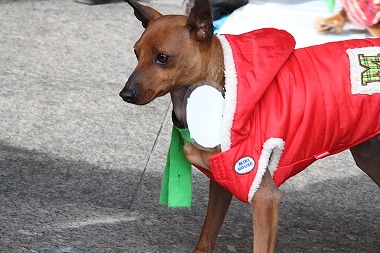 f:id:animal_protections:20120117222658j:image f:id:animal_protections:20120117222658j:image