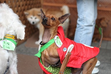 f:id:animal_protections:20120117222701j:image f:id:animal_protections:20120117222701j:image