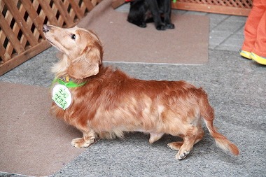 f:id:animal_protections:20120118114049j:image f:id:animal_protections:20120118114049j:image