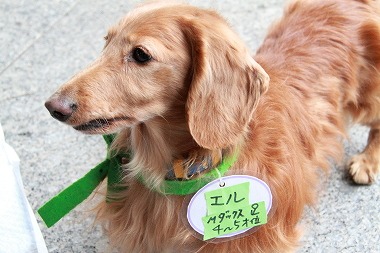 f:id:animal_protections:20120118114052j:image f:id:animal_protections:20120118114052j:image