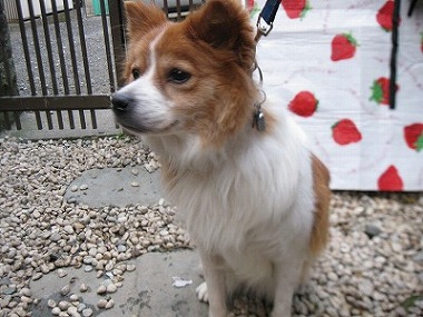f:id:animal_protections:20120118124710j:image f:id:animal_protections:20120118124710j:image