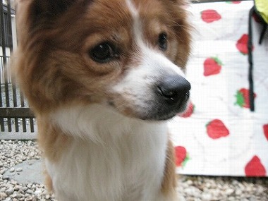 f:id:animal_protections:20120118124711j:image f:id:animal_protections:20120118124711j:image