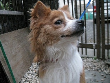 f:id:animal_protections:20120118124712j:image f:id:animal_protections:20120118124712j:image