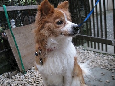 f:id:animal_protections:20120118124713j:image f:id:animal_protections:20120118124713j:image