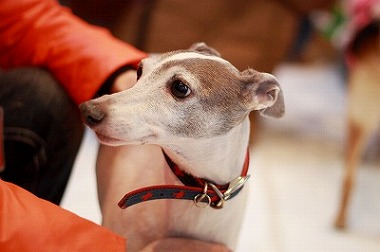 f:id:animal_protections:20120118125507j:image