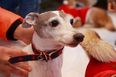 f:id:animal_protections:20120118125508j:image