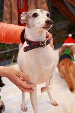 f:id:animal_protections:20120118125509j:image