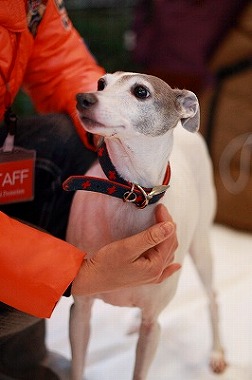 f:id:animal_protections:20120118125510j:image