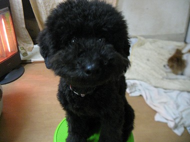 f:id:animal_protections:20120118221337j:image f:id:animal_protections:20120118221337j:image