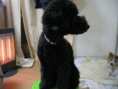 f:id:animal_protections:20120118221338j:image f:id:animal_protections:20120118221338j:image