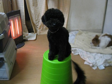 f:id:animal_protections:20120118221339j:image f:id:animal_protections:20120118221339j:image