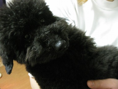 f:id:animal_protections:20120118221340j:image f:id:animal_protections:20120118221340j:image