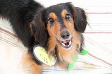 f:id:animal_protections:20120205212457j:image f:id:animal_protections:20120205212457j:image