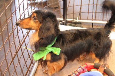 f:id:animal_protections:20120205212459j:image f:id:animal_protections:20120205212459j:image