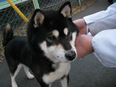 f:id:animal_protections:20120218162331j:image f:id:animal_protections:20120218162331j:image