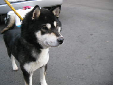 f:id:animal_protections:20120218162332j:image f:id:animal_protections:20120218162332j:image