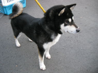 f:id:animal_protections:20120218162333j:image f:id:animal_protections:20120218162333j:image