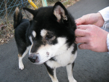 f:id:animal_protections:20120218162334j:image f:id:animal_protections:20120218162334j:image