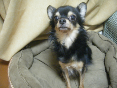 f:id:animal_protections:20120218162339j:image f:id:animal_protections:20120218162339j:image