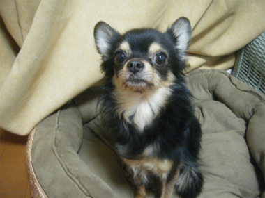 f:id:animal_protections:20120218162340j:image f:id:animal_protections:20120218162340j:image