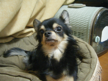f:id:animal_protections:20120218162341j:image f:id:animal_protections:20120218162341j:image