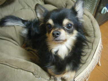f:id:animal_protections:20120218162342j:image f:id:animal_protections:20120218162342j:image