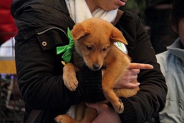 f:id:animal_protections:20120229232754j:image f:id:animal_protections:20120229232754j:image