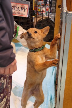 f:id:animal_protections:20120229232755j:image f:id:animal_protections:20120229232755j:image