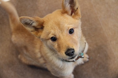 f:id:animal_protections:20120229232756j:image f:id:animal_protections:20120229232756j:image