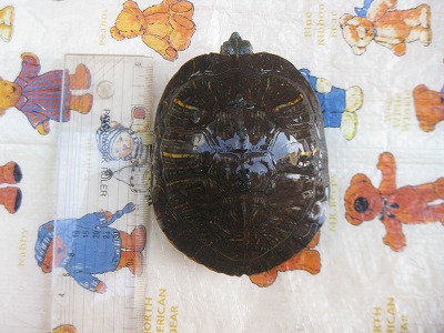 f:id:animal_protections:20120402224207j:image