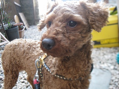 f:id:animal_protections:20120405225441j:image f:id:animal_protections:20120405225441j:image