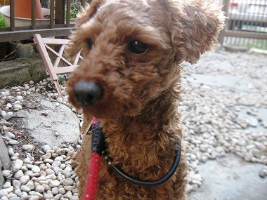 f:id:animal_protections:20120405225442j:image f:id:animal_protections:20120405225442j:image